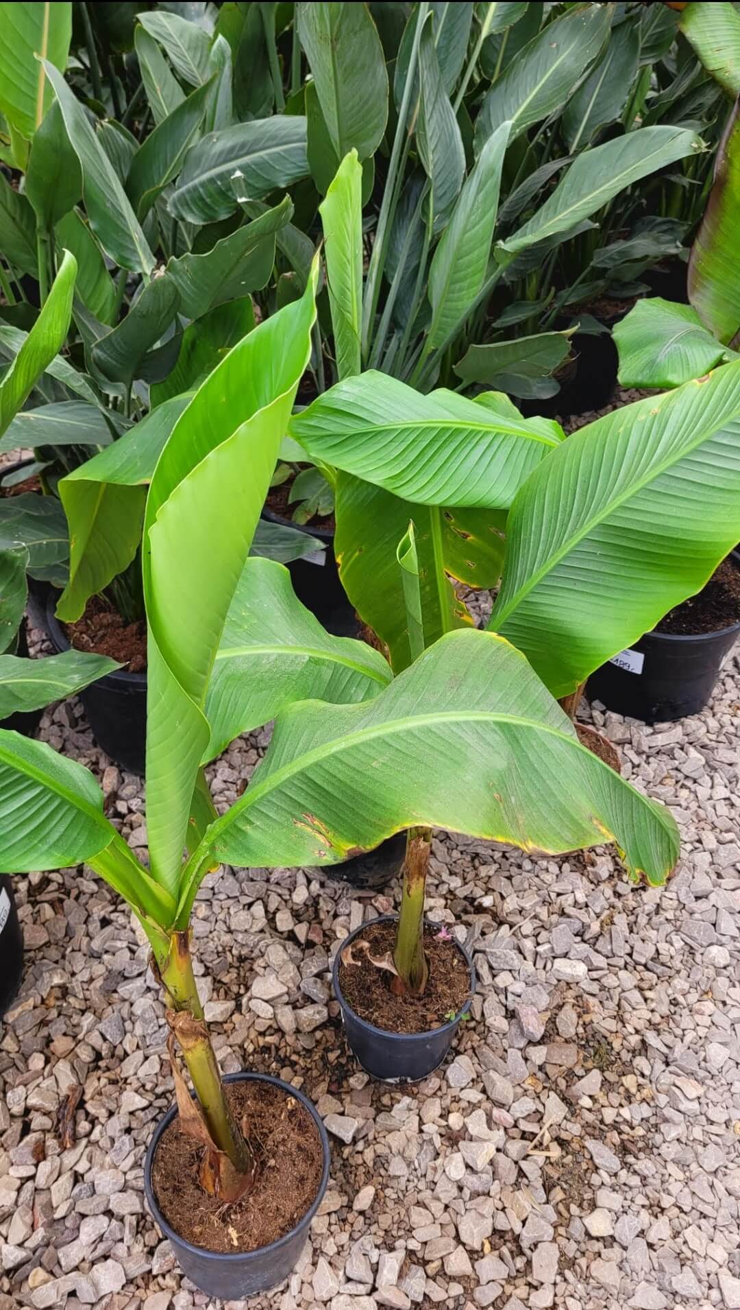 Bananowiec Musa Basjoo